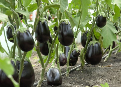 Нужно ли пасынковать баклажаны