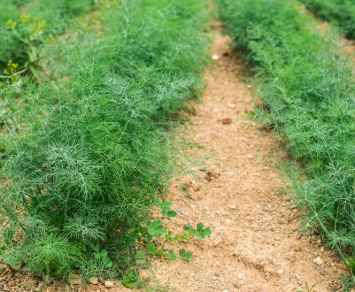 Підгодівля кропу: методи і правила
