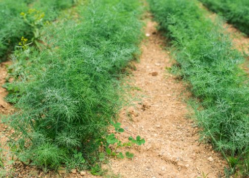 Підгодівля кропу: методи і правила