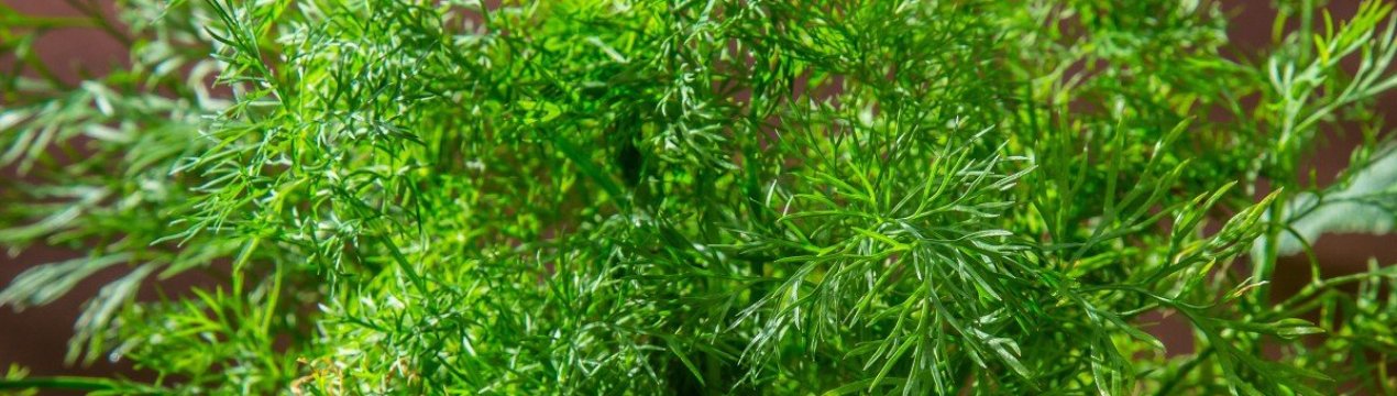  Кріп Кибрай: опис, агротехніка вирощування