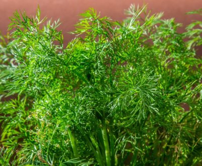 Кріп Кибрай: опис, агротехніка вирощування