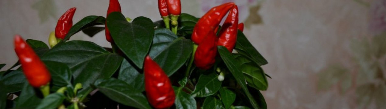 Кімнатний перець Маленьке диво: опис і особливості вирощування сорту