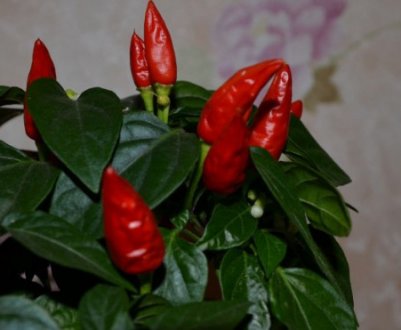 Кімнатний перець Маленьке диво: опис і особливості вирощування сорту
