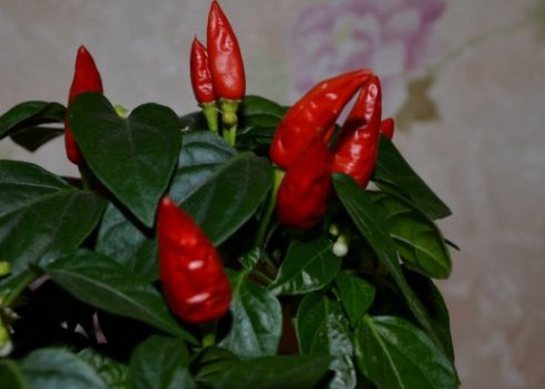 Кімнатний перець Маленьке диво: опис і особливості вирощування сорту