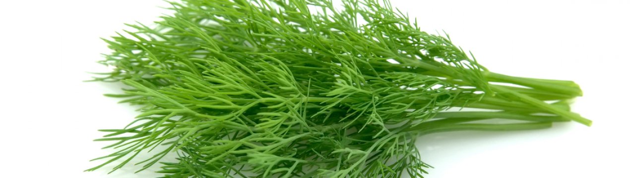 Вітамінний склад кропу