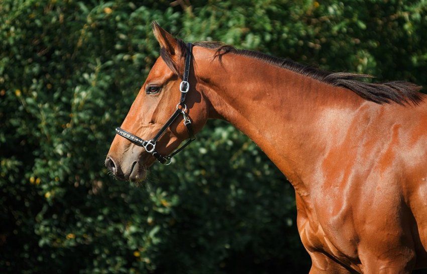 Тракененський кінь