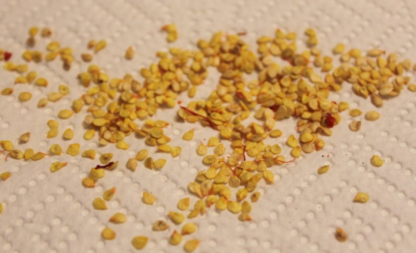 Насіння перцю