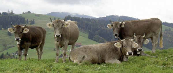 Швицкая корова особенности коров швицкой породы
