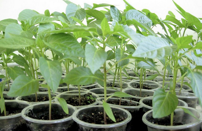 Розсада перцю