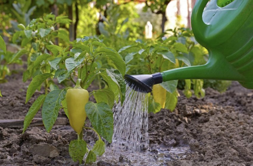 Полив перцю
