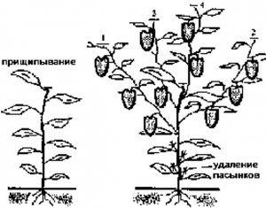 Формування куща перцю