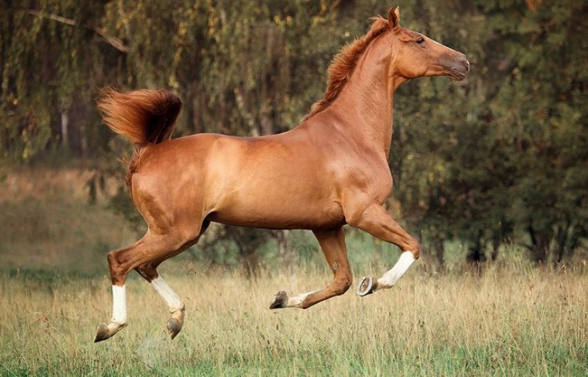 Тракененська порода коней