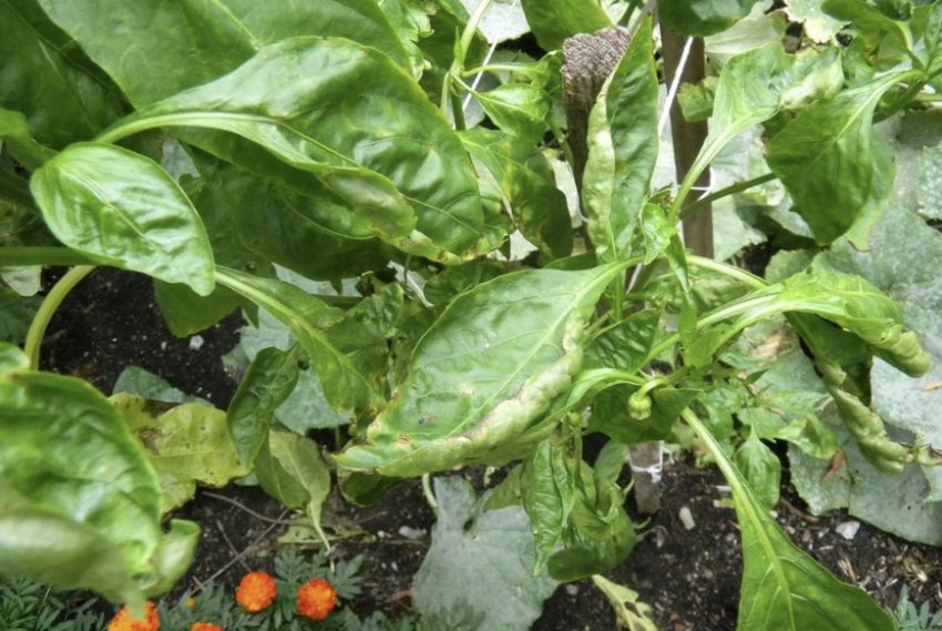 Хвороби перцю