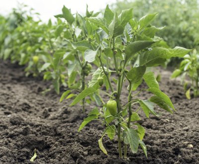 Перець Снігопад: особливості вирощування та догляду