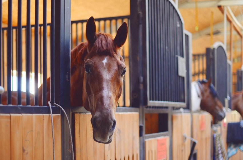 Тракененська порода коней
