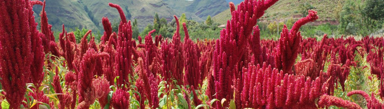 В Україні запрацює інтелектуальний елеватор