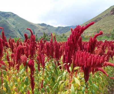 В Україні запрацює інтелектуальний елеватор