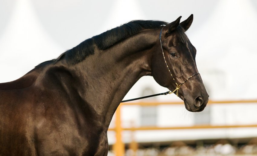 Тракененська порода коней