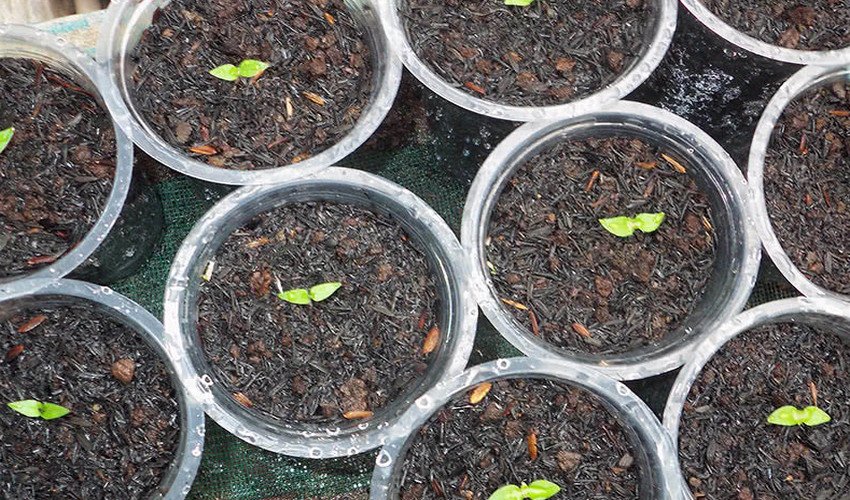 Розсада перців