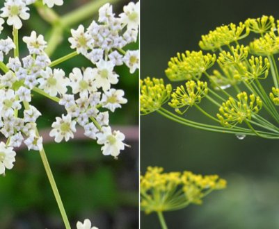 Чим відрізняється кмин від кропу?