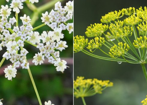 Чим відрізняється кмин від кропу?