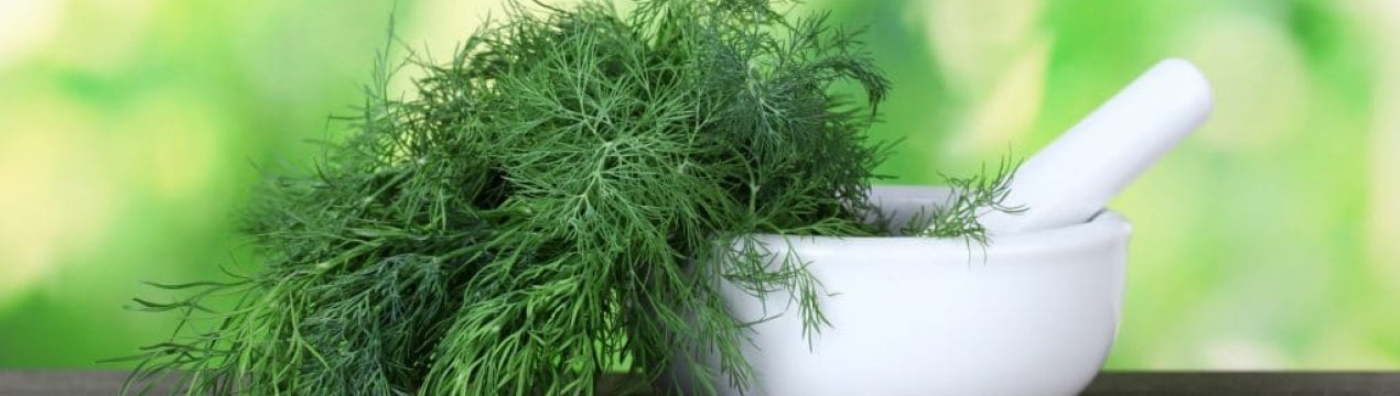 Застосування кропу для чищення головного мозку