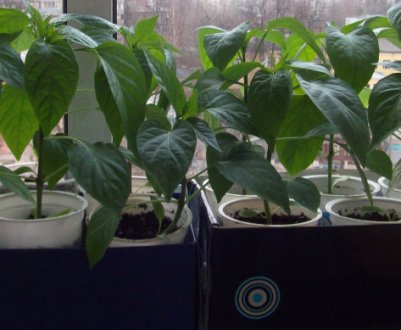 Особливості вирощування розсади перцю в домашніх умовах