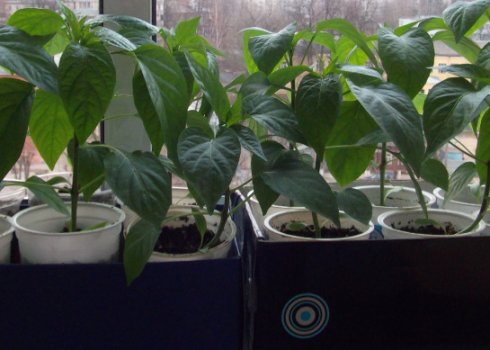 Особливості вирощування розсади перцю в домашніх умовах