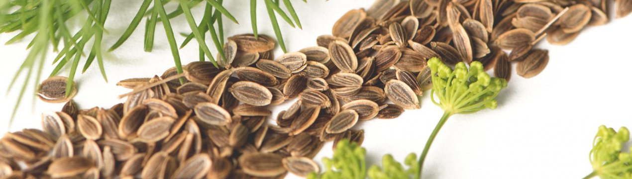 Кріп при гастриті: можна чи ні