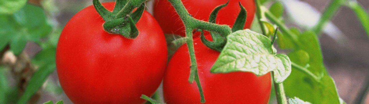 Карликові помідори підкорюють космос