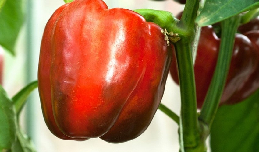 Перець Геракл Перець Геракл