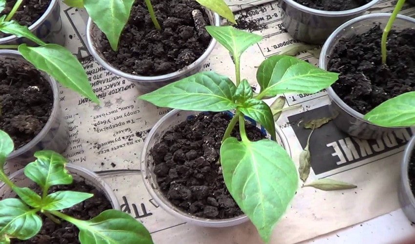 Розсада перців Розсада перців