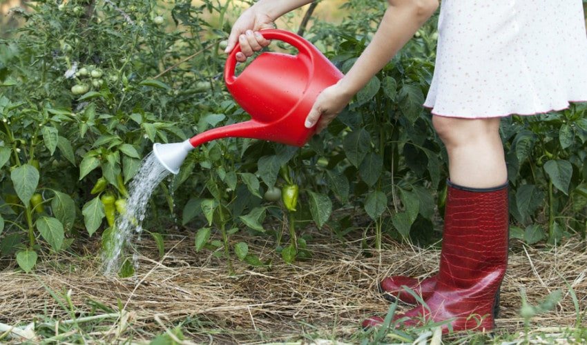 Полив Полив