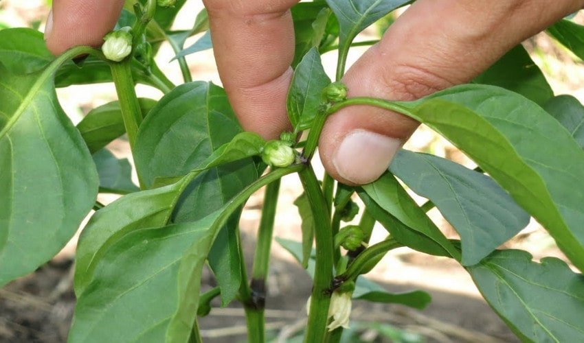 Формування куща Формування куща