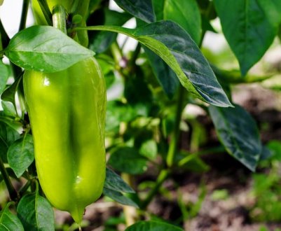 Як правильно пасинкувати перці в теплиці