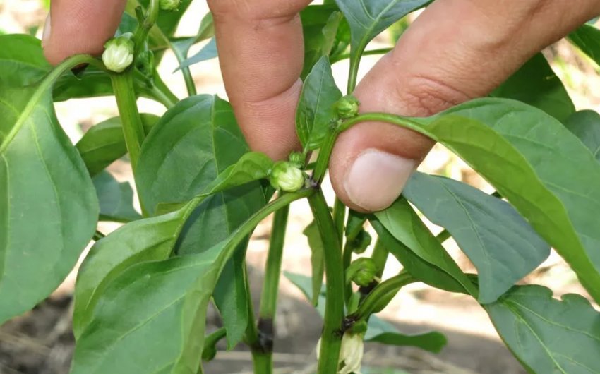 Пасинкування перцю