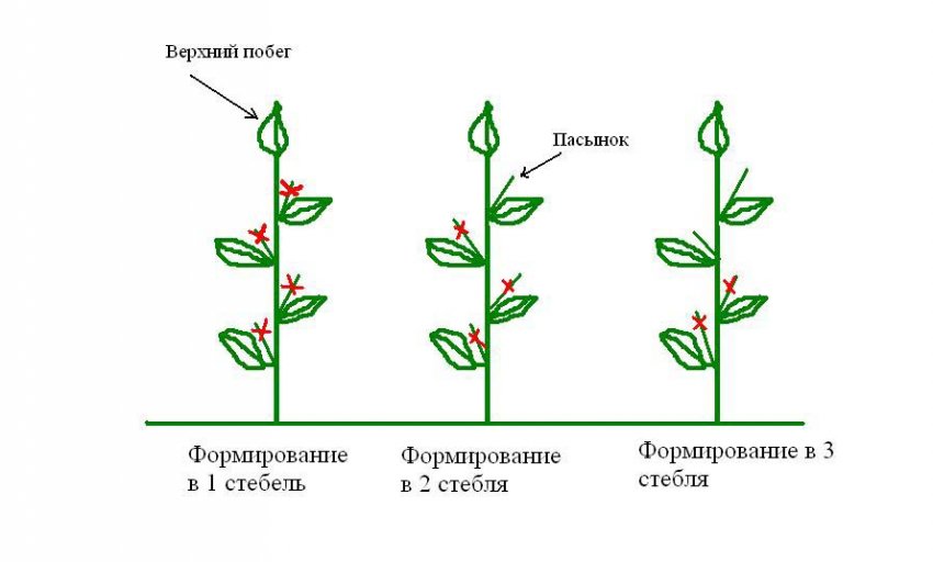 Схема пасинкування перців