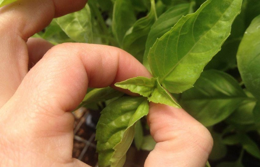 Прищипування точки зростання перців