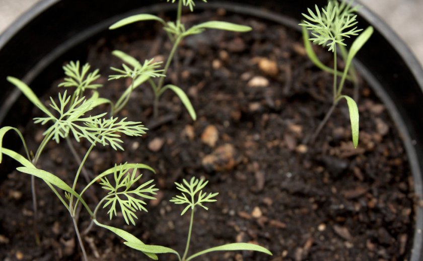 как посадить укроп в открытый грунт семенами