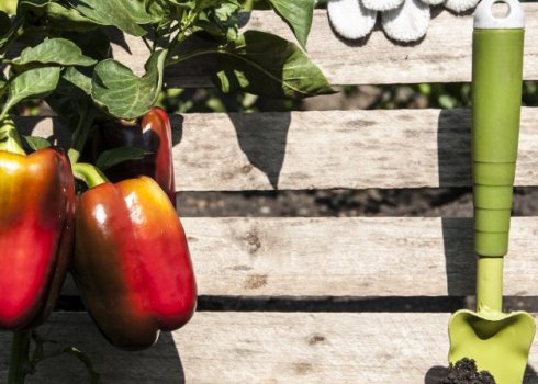 Перець Червоний лопата: характеристика і врожайність сорту