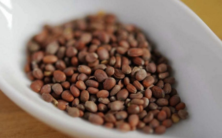 Насіння редиски