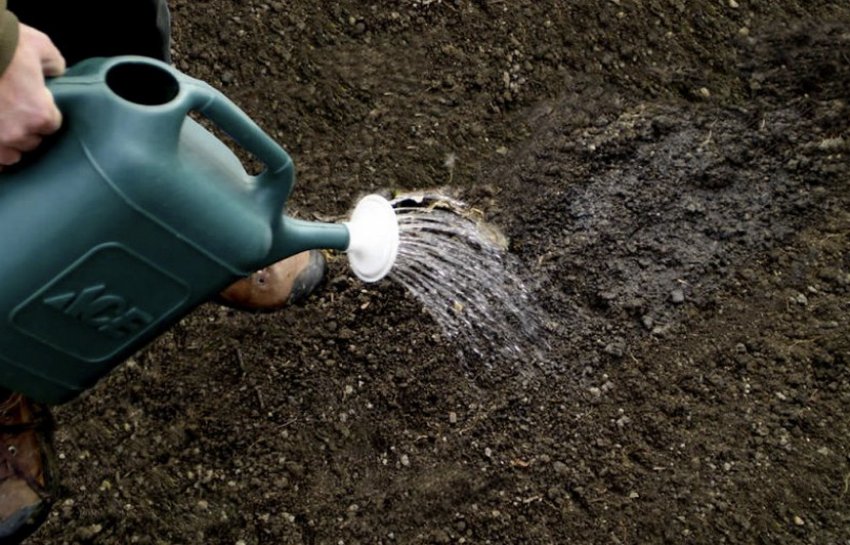 Полив редиски