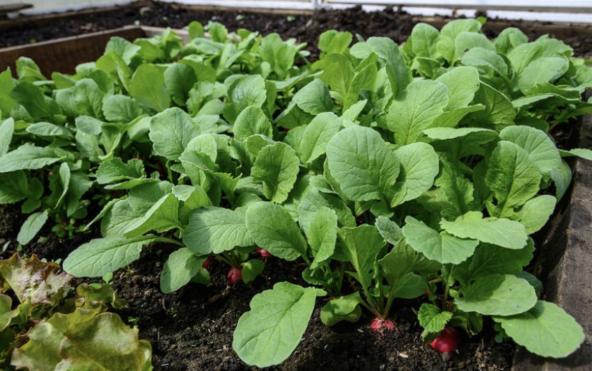 Редис у теплиці