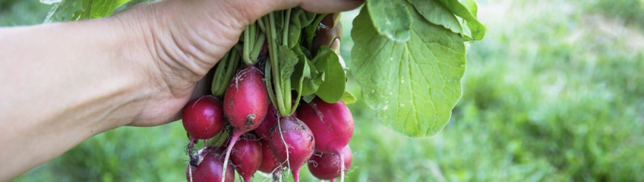 Вирощування редиски в теплиці взимку