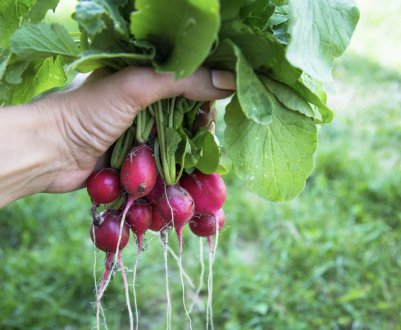 Вирощування редиски в теплиці взимку