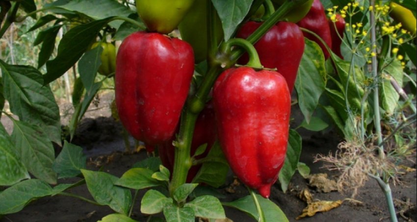 Перець Червоний лопата Перець Червоний лопата