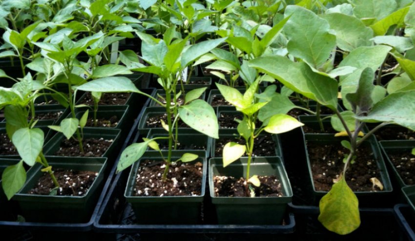 Розсада перцю Розсада перцю