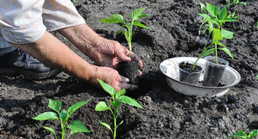 Розсада перцю Розсада перцю