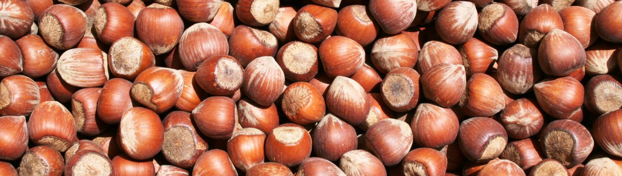 На Волині росте ціла гай елітного італійського горіха