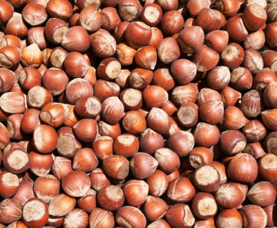 На Волині росте ціла гай елітного італійського горіха